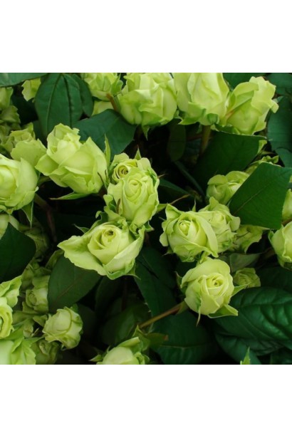 Рідкісний сорт троянди ‘Лімбо’